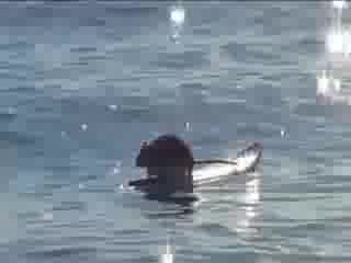 Rato de praia